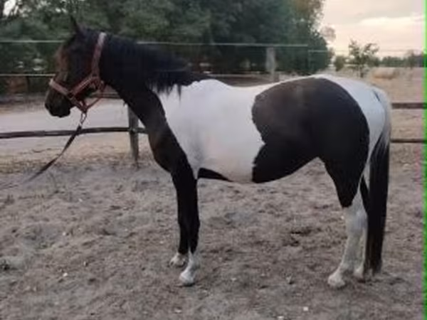Stute, Appaloosa