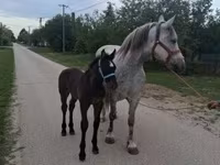 Kobyła, Friesian — zdjęcie 3