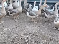 Geese — fotografija 1