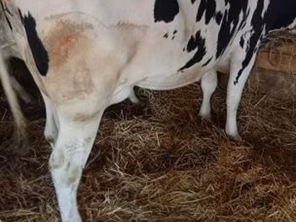 Vache, Russian Black pied cattle — Hongrie