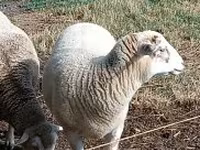 Oveja, Ovejas — foto 3
