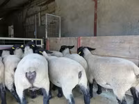 Ovca, White Suffolk sheep — fotografija 2