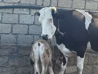 Krava, Simmental cattle — fotografija 1