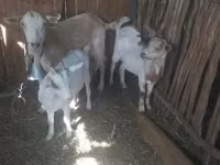 Goat, Goats — photo 1
