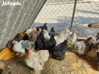 بيكين بانتام — الصورة 2