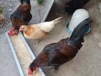 Chickens — الصورة 4