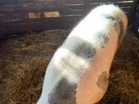 母猪, Pigs — 照片 5