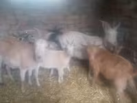 Ziegenbock, Ziegen — Foto 3