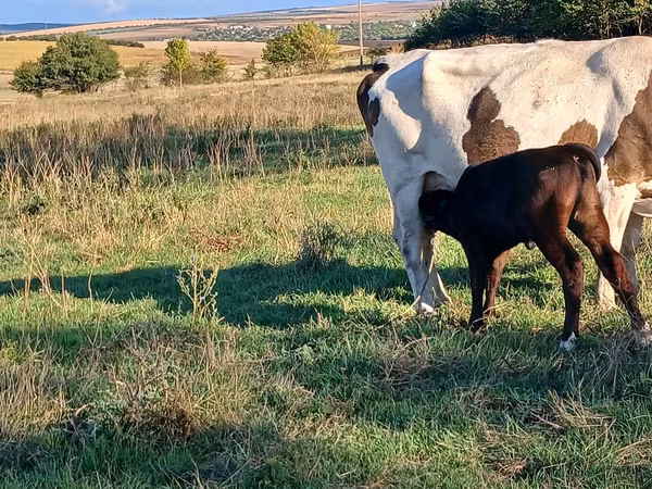 Krava, Simmental cattle