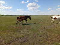 Kobila, Kinsky horse — fotografija 2