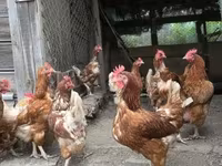Chickens — الصورة 3