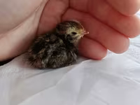 Quails — foto 1
