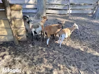 मेढ़ा, Cameroon sheep — फ़ोटो 2