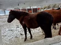 At, Kazakh horse — foto 2