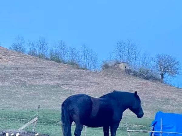 Yegua, Kabardian horse