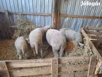 公羊, Sheep — 照片 3