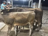 Krava, Ukrainian Brown Dairy Cattle — fotografija 3