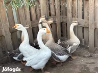 Geese — फ़ोटो 2
