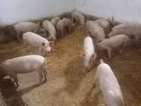 Donuzlar (partiya, cinsi göstərilməyib) — foto 5