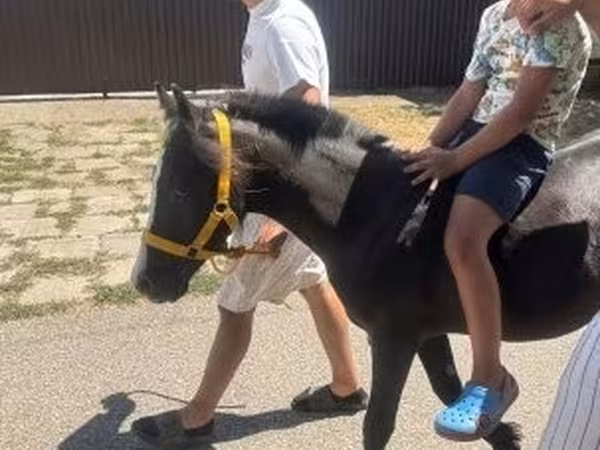 Koń, Konie
