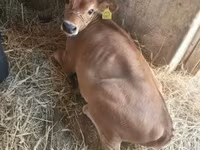 母牛, Jersey breed — 照片 6