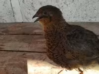 Quails — फ़ोटो 4