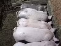 Locha, Świnie — zdjęcie 3