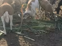 Қошқар, Cameroon sheep — 1-сурет