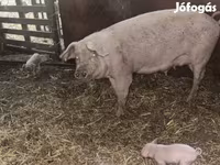 Säue, Schweine — Foto 2