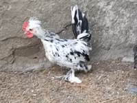 Chickens — zdjęcie 4