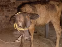 Krava, Ukrainian Brown Dairy Cattle — fotografija 4
