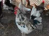 Chickens — 照片 6