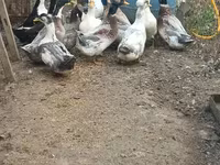 Amerikan Pekin — foto 1