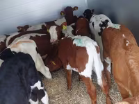 Bik, Simmental cattle — fotografija 2