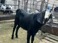 Bode, Nubian Goat — foto 4