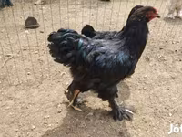 Brahma — fotografija 7
