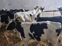 Бик, Russian Black pied cattle — фото 2