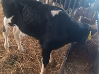 ثور, Simmental cattle — الصورة 6