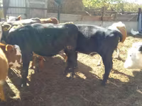 Goveda (partija, pol nije naveden), Swiss cattle — fotografija 5