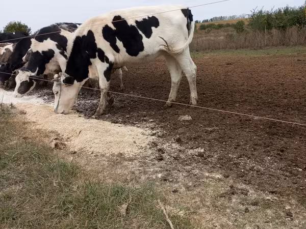 Bik, Russian Black pied cattle