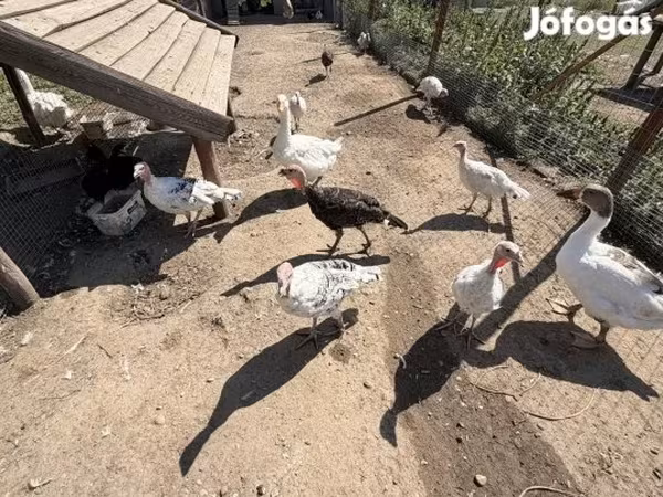 皇家棕榈