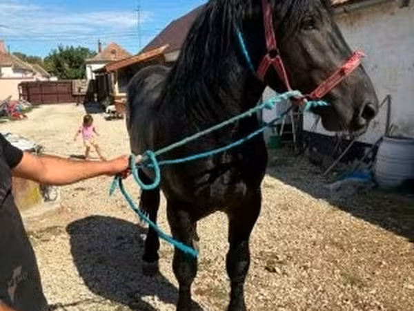 حصان, Percheron