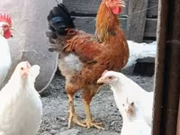 Chickens — 照片 1
