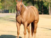 At, Quarter Horse — foto 4