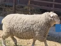 雄羊, Ile-de-France sheep — 写真 1