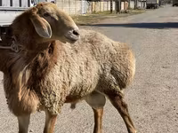 Qoç, Arashan sheep — foto 3