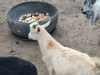Koza, Kamori goats — fotografija 4