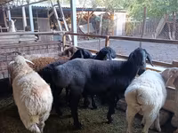 Ovca, Rhon sheep — fotografija 2