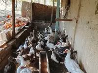 Domestic Muscovy — photo 2