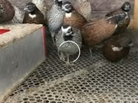 Guinea fowl — fotografija 1